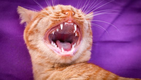 I denti del gatto