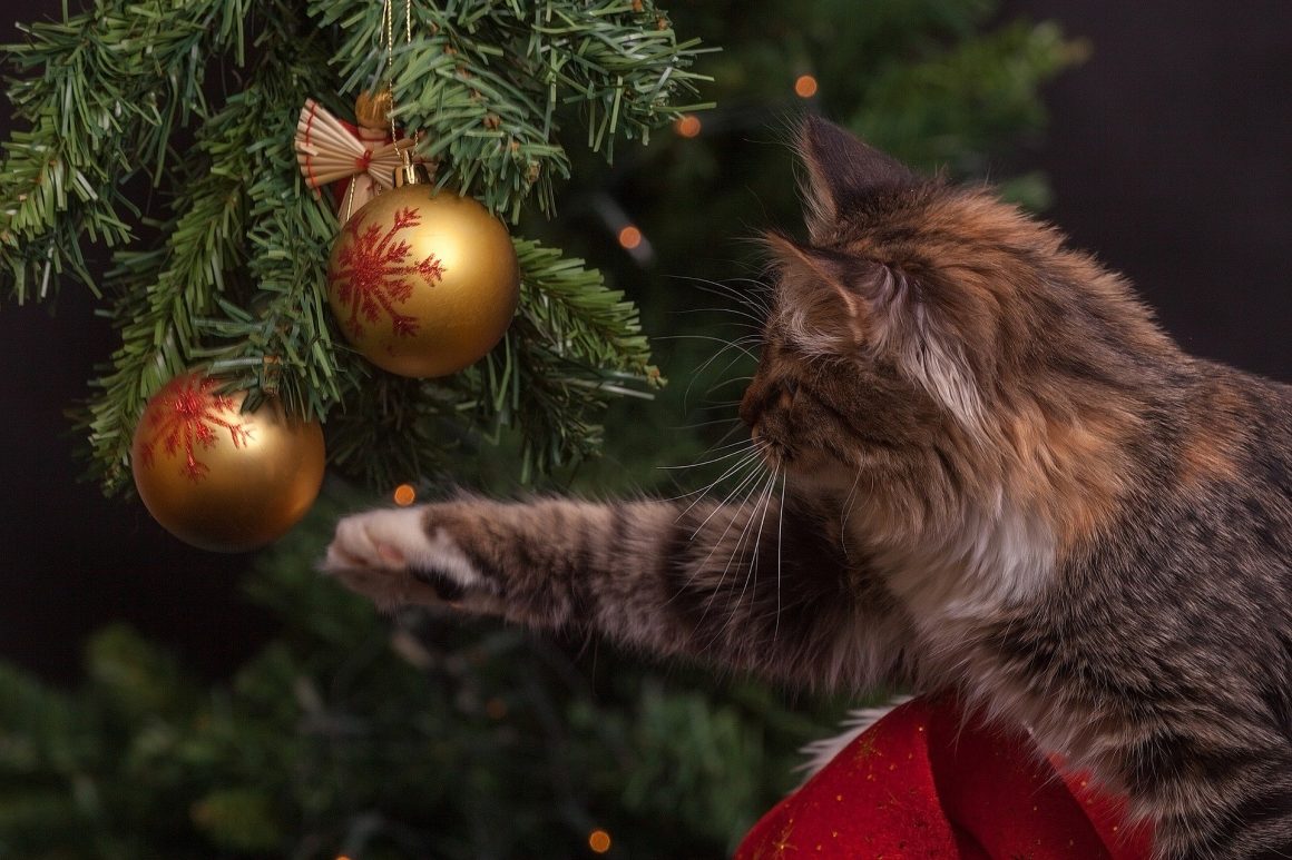 Albero di Natale…a prova di gatto