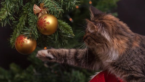 Albero di Natale…a prova di gatto
