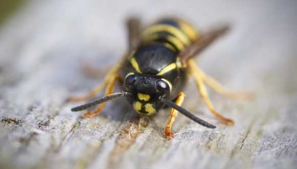 Cane punto da ape…cosa fare?