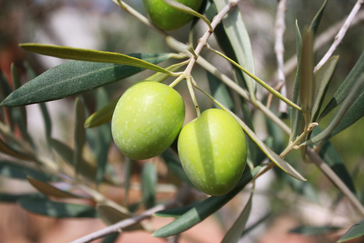 Olio d’oliva: un ingrediente mediterraneo