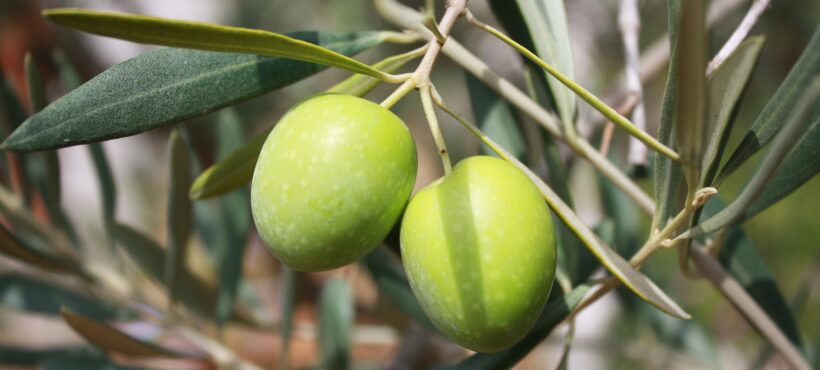 Olio d’oliva: un ingrediente mediterraneo