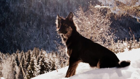 Cane sulla neve: cose da sapere per vivere al meglio l’esperienza