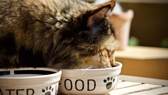 Qual è l’alimentazione corretta per il mio gattino?