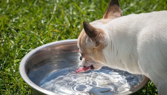 Importante per la salute dei cani… l’acqua