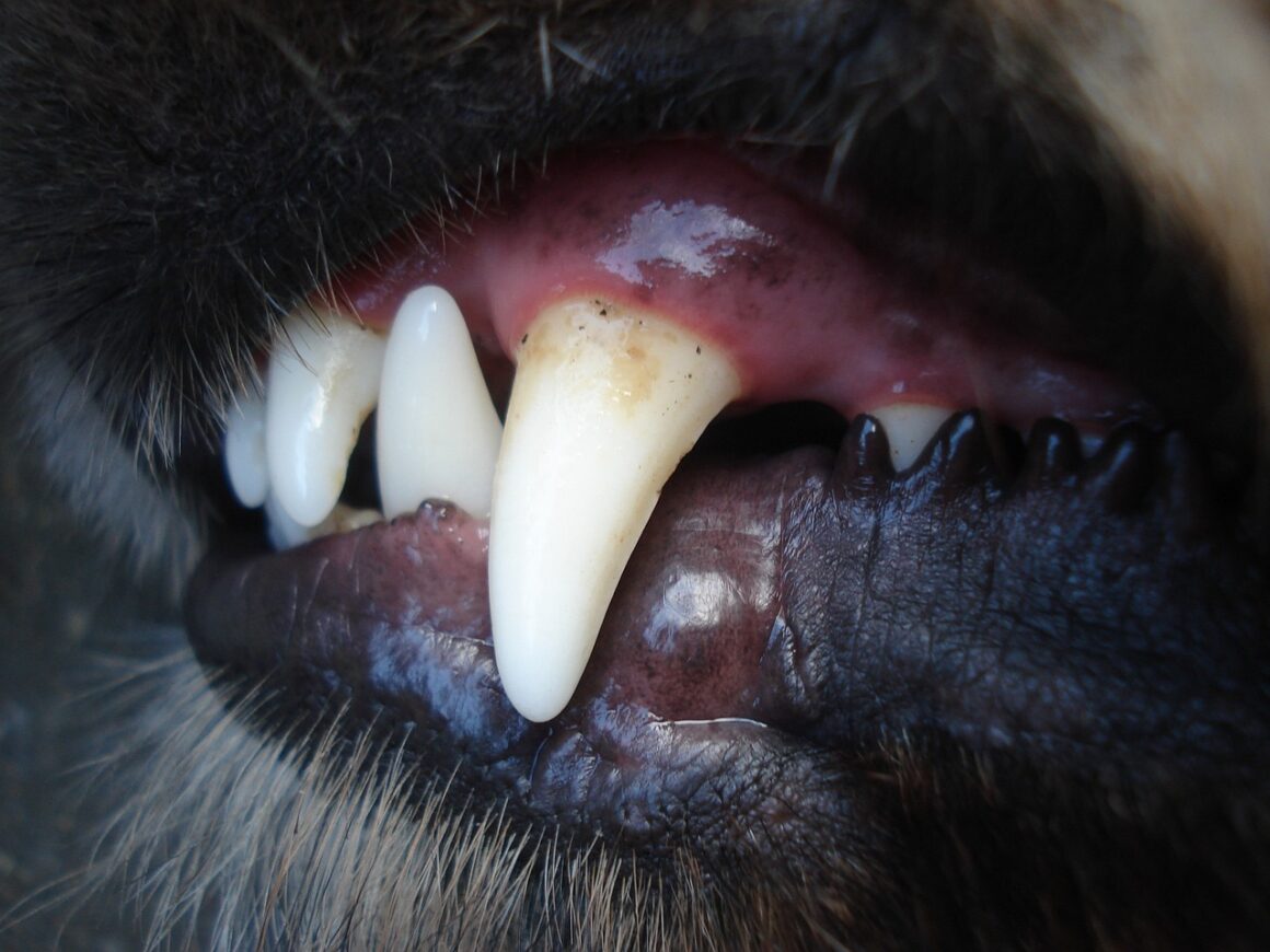 Pulizia dentale di cani e gatti