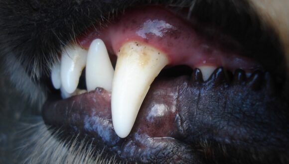 Pulizia dentale di cani e gatti