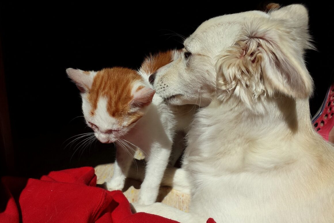 Aromaterapia nei cani e nei gatti