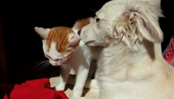 Aromaterapia nei cani e nei gatti